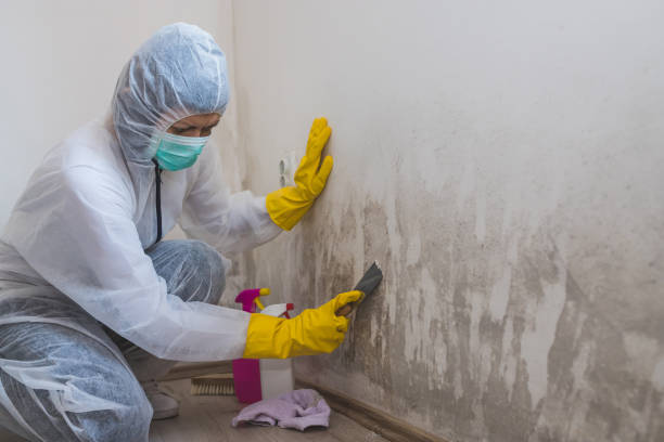 Best Attic Mold Removal  in Burkburnett, TX