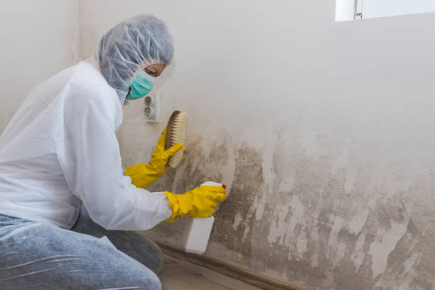 Best Certified Mold Removal  in Burkburnett, TX