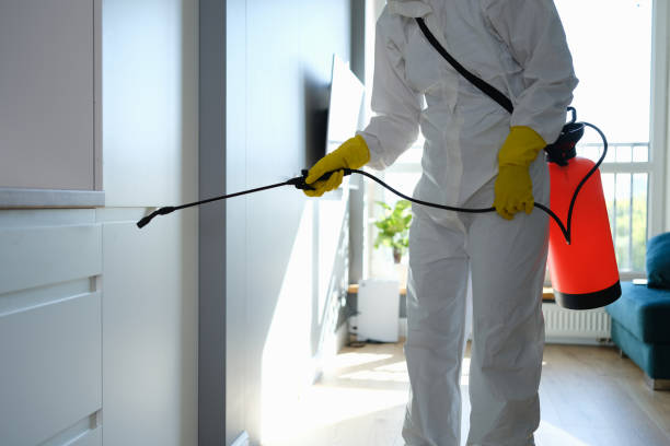 Best Mold Remediation  in Burkburnett, TX