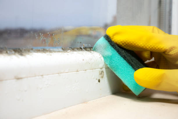 Best Fast Mold Removal  in Burkburnett, TX