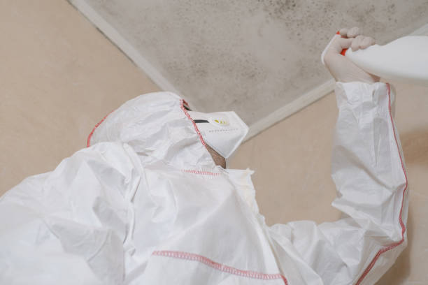  Burkburnett, TX Mold Removal Pros