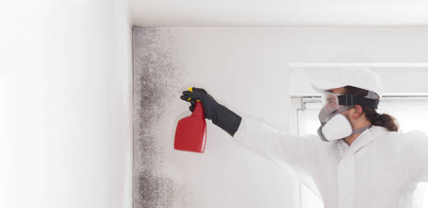 Best Certified Mold Removal  in Burkburnett, TX