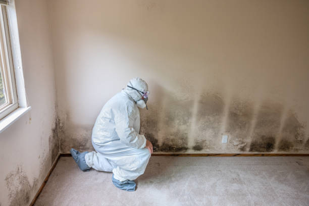 Home Mold Removal in Burkburnett, TX