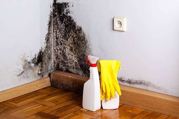 Best Emergency Mold Removal  in Burkburnett, TX