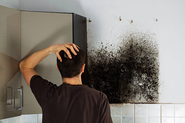  Burkburnett, TX Mold Removal Pros