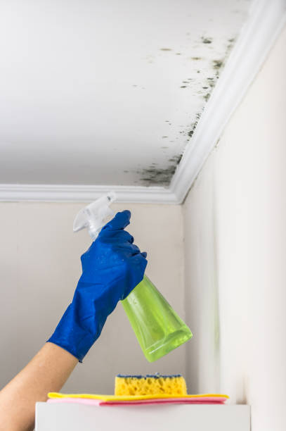 Best Mold Testing  in Burkburnett, TX